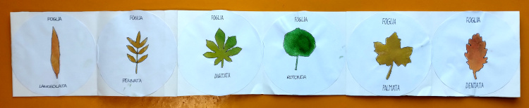 ebario forma delle foglie pagine